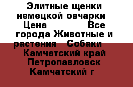 Элитные щенки немецкой овчарки › Цена ­ 30 000 - Все города Животные и растения » Собаки   . Камчатский край,Петропавловск-Камчатский г.